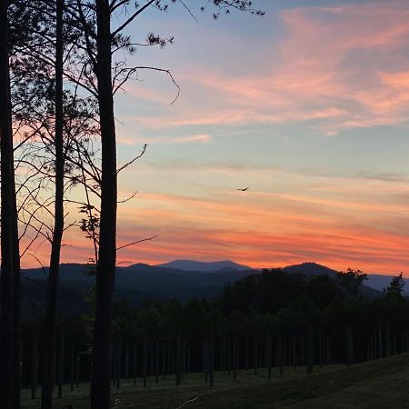 A Suite With A View + Wine Mount Airy Εξωτερικό φωτογραφία